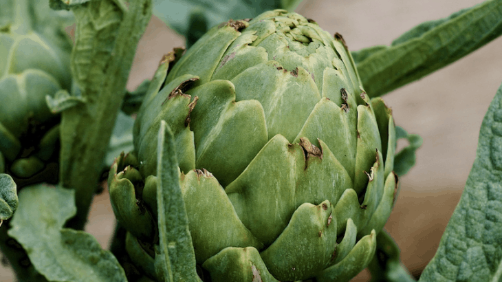 Artichaut, légume de la digestion