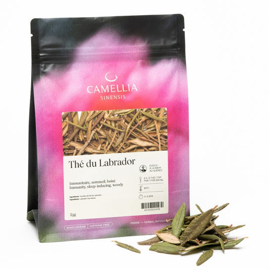 camellia sinensis Thé du Labrador