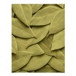 Dion - Feuilles de laurier - texture