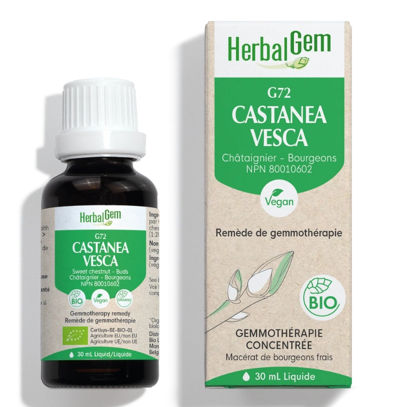 herbal gem Castanea vesca | G72